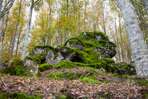 A set of moss-covered rocks in the shape of an animal (Pareidolia), among the trees in autumn colors, Monte Amiata, Tuscany, Italy