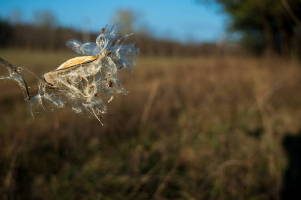 istock Common Milkweed Seeds at winter sunny day (Asclepias syriaca). 1815250223