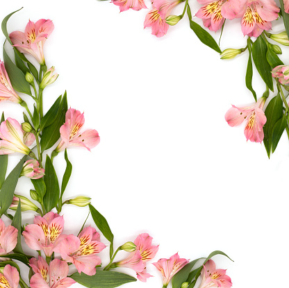 Frame of beautiful, delicate pink flowers and green lily leaves