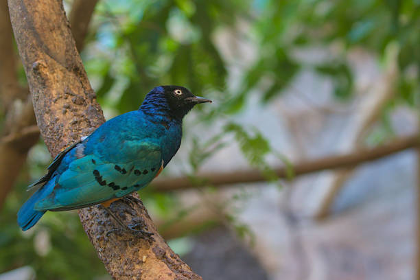 istock Beautiful colorful superb starling bird. 1815259167