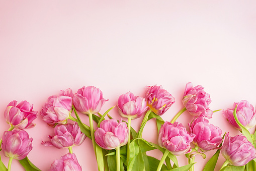 Fresh pink peony tulips on pastel pink background with space for text. Festive concept for Mother's Day or Valentines Day. Greeting card, flat lay, banner format.