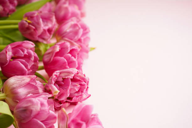 Fresh pink peony tulips on pastel pink background with space for text. Festive concept for Mother's Day or Valentines Day. Greeting card, top view, banner format.