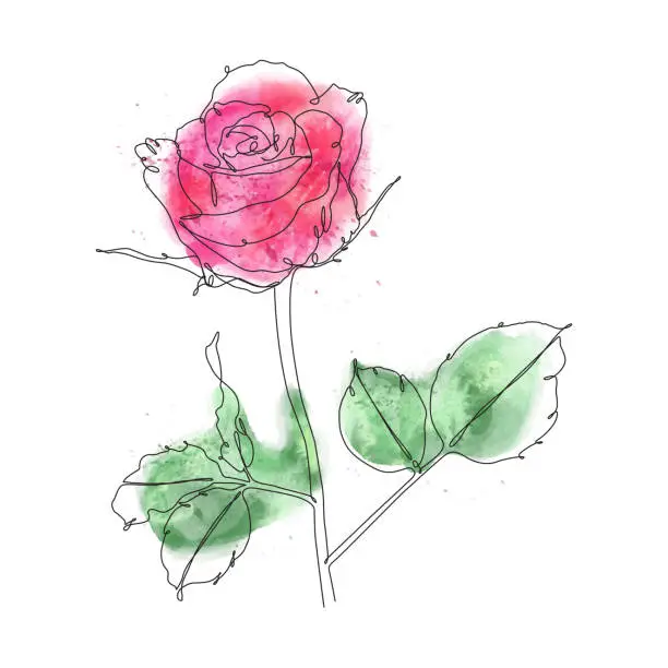 Vector illustration of Rose Continuous Line Drawing with Editable Stroke and Colors in Abstract Watercolor Wash