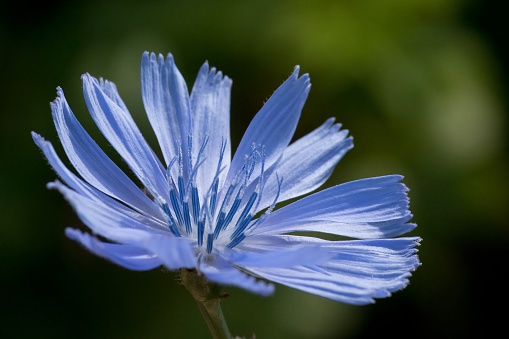 Texture drawing. Close-up of a blue flower that looks like a fluffy ball.