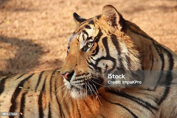 Tigre - Fotografie stock e altre immagini di Animale - Animale, Animale selvatico, Cacciare