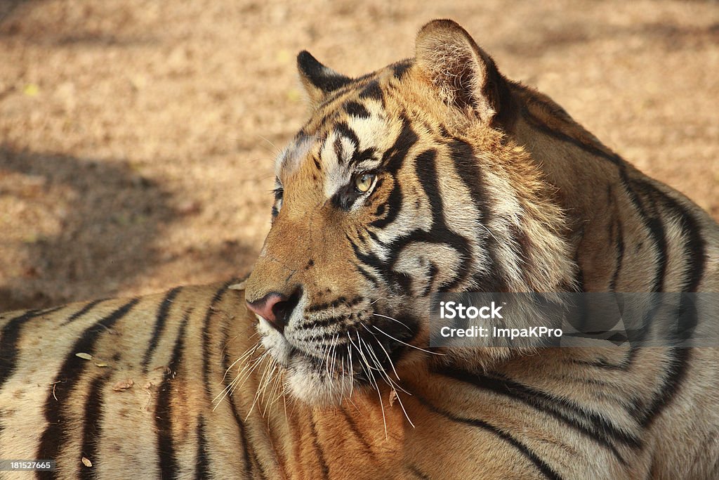 Tiger - Zbiór zdjęć royalty-free (Bez ludzi)