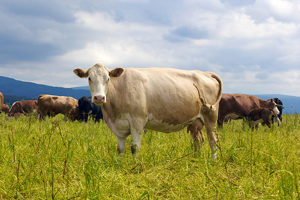 cow on pasture stock photo