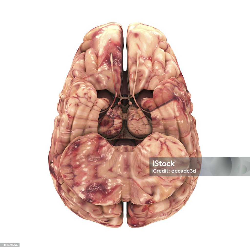 Anatomia do cérebro-vista lateral Isolada a branco - Royalty-free Anatomia Foto de stock
