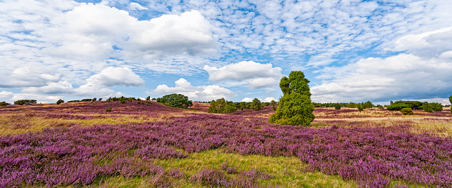 Camera: Canon EOS 1 Ds Mk II - 16 MP-Sensor / Location: Lüneburg Heath, Schleswig-Holstein, Germany