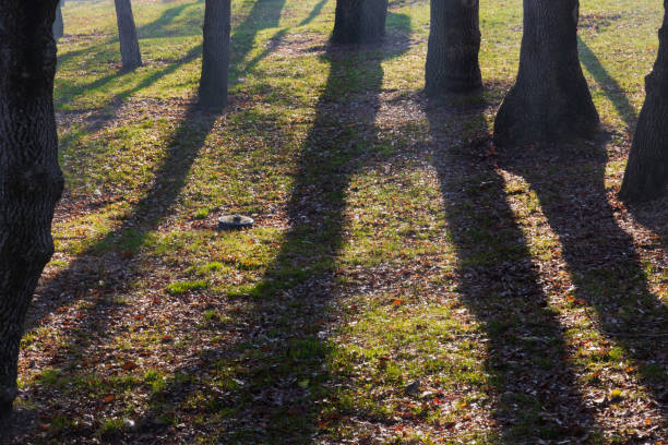 istock Autumn- trees- sunlight- foggy morning 1815284556