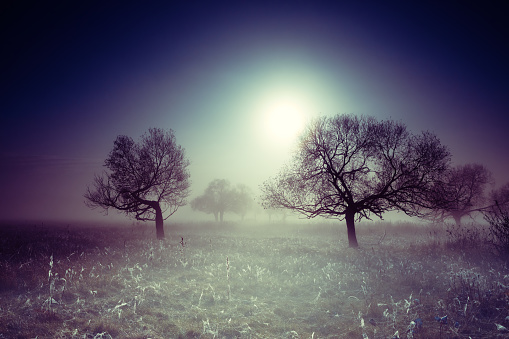 Landscape in fog, with trees and cobwebs in the field