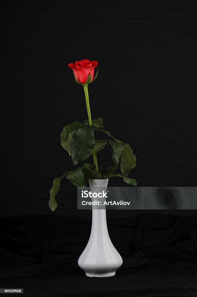 Live rose on black background in a white vase Red flower in vase Beautiful People Stock Photo