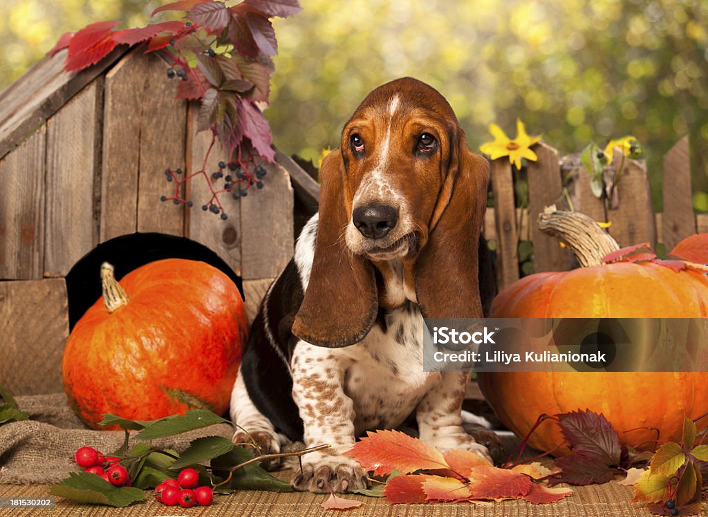 Basset Hound - Lizenzfrei Basset Stock-Foto