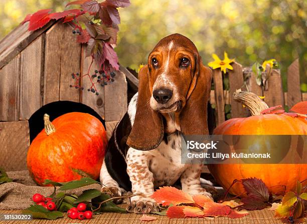 Basset Hound Stockfoto und mehr Bilder von Basset - Basset, Welpe, Bildhintergrund