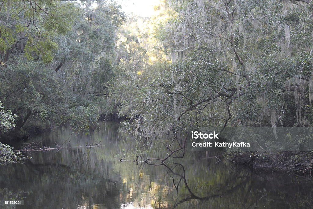 Lithia Springs State Park, en Floride - Photo de Arbre libre de droits