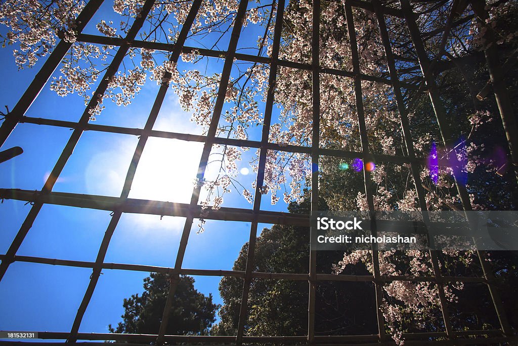 Niza sakura fondo - Foto de stock de Cabeza de flor libre de derechos