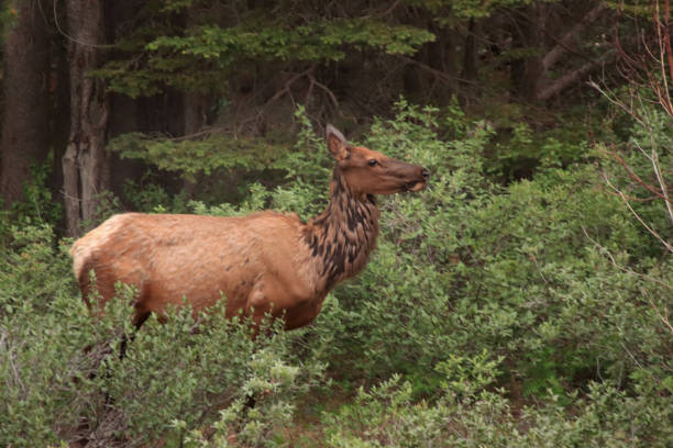 istock Female Elk in High Green Brush 1815323333