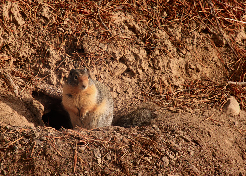 Ground squirrel perched at burrow
