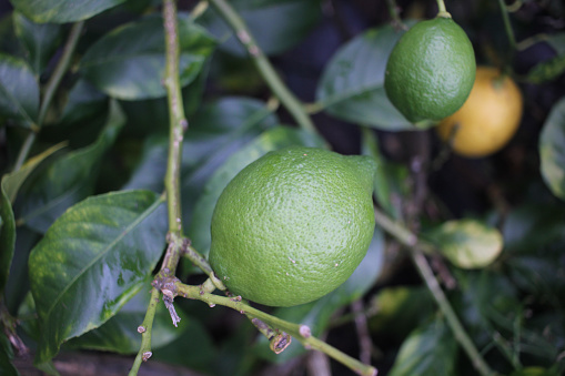 Close-up of organic limes ripening on tree.\n\nTaken In Santa Cruz, California, USA