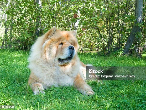 Photo libre de droit de Chow Chow Chien Dans Le Parc De La Ville banque d'images et plus d'images libres de droit de Animaux de compagnie - Animaux de compagnie, Automne, Canidés