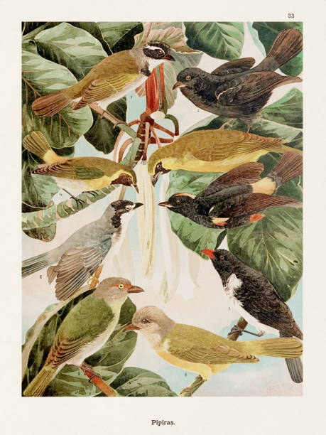 ilustrações de stock, clip art, desenhos animados e ícones de antique amazonian bird illustration from the 1800s - birdsong bird singing tall