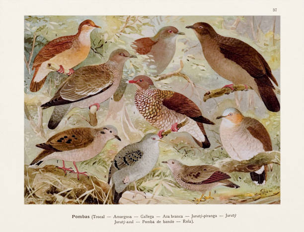 antyczna ilustracja ptaka amazońskiego z 1800 roku. gołębie - birdsong bird singing tall stock illustrations