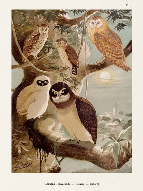 antyczna ilustracja ptaka amazońskiego z 1800 roku. piękne sowy - birdsong bird singing tall stock illustrations