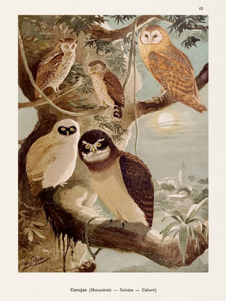 ilustrações de stock, clip art, desenhos animados e ícones de antique amazonian bird illustration from the 1800s. beautiful owls - birdsong bird singing tall