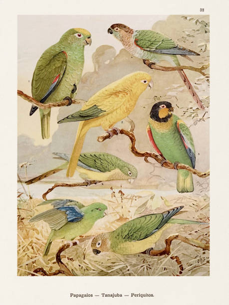 античная иллюстрация амазонской птицы 1800-х годов. попугаи - birdsong bird singing tall stock illustrations