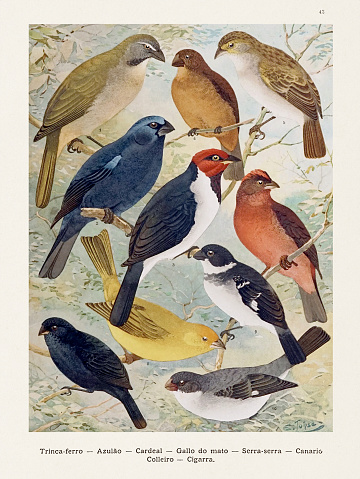 Antique Amazon bird illustration from the 1800s. Vibrant, detailed portrayal of birds in their lush Amazonian habitats. A timeless piece for art collectors and nature enthusiasts.