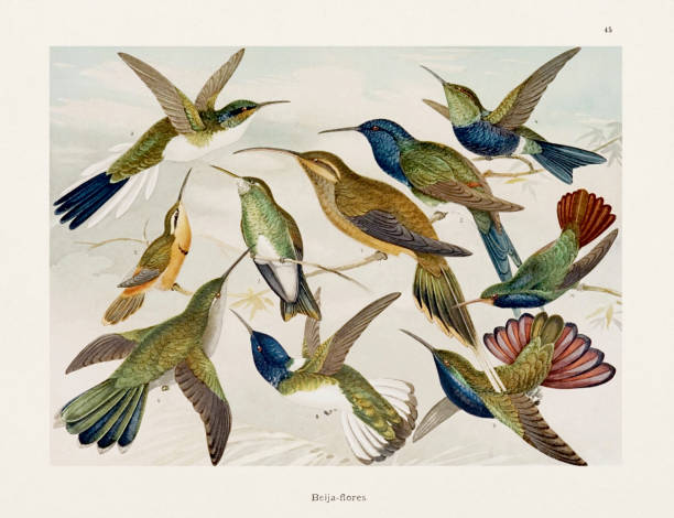 античная иллюстрация амазонской птицы 1800-х годов. колибри - birdsong bird singing tall stock illustrations
