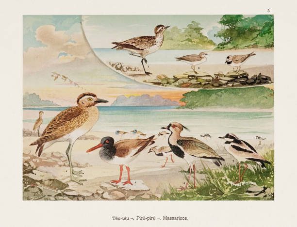 antyczna ilustracja ptaka amazońskiego z 1800 roku - birdsong bird singing tall stock illustrations