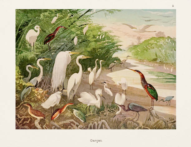 antyczna ilustracja ptaka amazońskiego z 1800 roku - birdsong bird singing tall stock illustrations