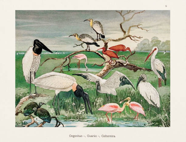 ilustrações de stock, clip art, desenhos animados e ícones de antique amazonian bird illustration from the 1800s - birdsong bird singing tall