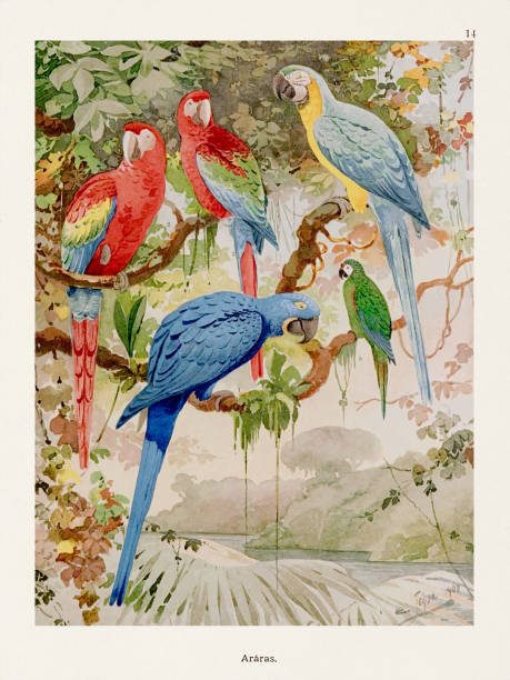 Antique Amazon bird illustration from the 1800s. Vibrant, detailed portrayal of birds in their lush Amazonian habitats. A timeless piece for art collectors and nature enthusiasts.