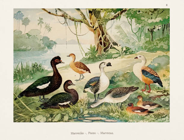 ilustrações de stock, clip art, desenhos animados e ícones de antique amazonian bird illustration from the 1800s - birdsong bird singing tall