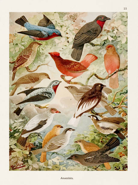 antyczna ilustracja ptaka amazońskiego z 1800 roku - birdsong bird singing tall stock illustrations