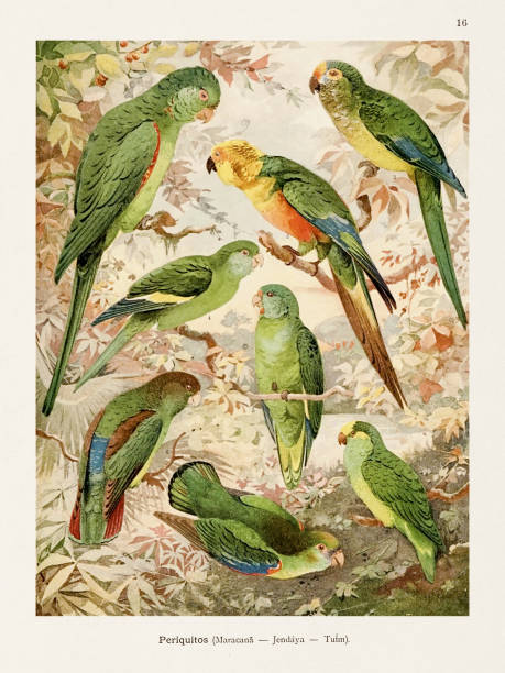 античная иллюстрация амазонской птицы 1800-х годов. попугаи - birdsong bird singing tall stock illustrations