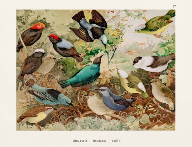 antyczna ilustracja ptaka amazońskiego z 1800 roku - birdsong bird singing tall stock illustrations