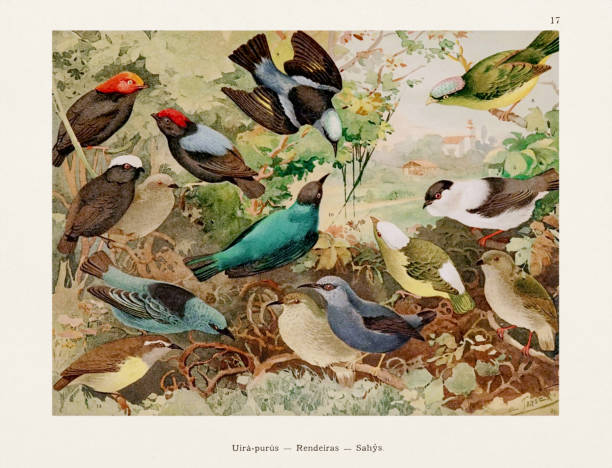 античная иллюстрация амазонской птицы 1800-х годов - birdsong bird singing tall stock illustrations