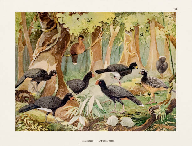 античная иллюстрация амазонской птицы 1800-х годов - birdsong bird singing tall stock illustrations