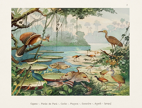 Antique Amazon bird illustration from the 1800s. Vibrant, detailed portrayal of birds in their lush Amazonian habitats. A timeless piece for art collectors and nature enthusiasts.