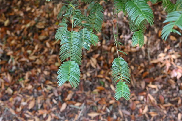 istock Japanese plum-yew ( Cephalotaxus harringtonia ) leaves. 1815330514