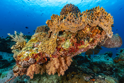 Next to Tayandu Island there are Karangs, shallow areas that reach a few meters below the surface. They are full of life. This one is a long shallow reef reaching 5 to 8 meters at the shallowest. 
The coral community was dominated by large table Acropora with huge Porites colonies scattered about, and large patches of Isopora. And inbetween this wonderful natural sculpture: 
the bolder, probably a Porites before, is completely overgrown with Sinularia Leather Coral, Sponges like Giant Barrel Sponge Xestospongia testudinaria, softcoral and Hard Coral, Hydroids and Ascidians. Dwarf Hawkfishes Cirrhitichthys falco are there, one of them sitting on the Barrel Sponge.
Karang Huisman, Tayandu Island, Indonesia, 
5°28'41.72 S 132°13'21.31 Eat 13m depth