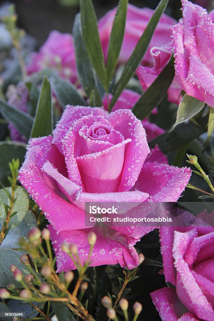 Zamrożone pink rose - Zbiór zdjęć royalty-free (Chłodny)