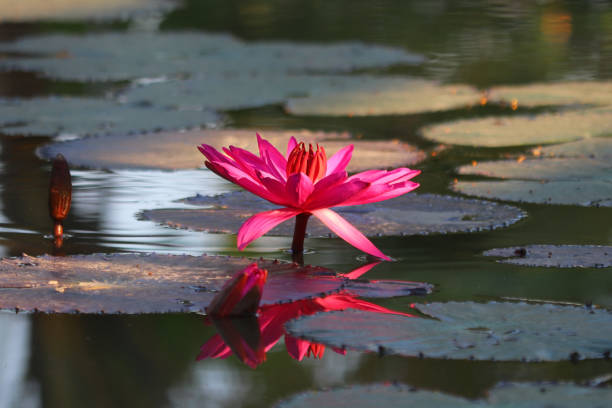istock pink water lily in pond 1815349719