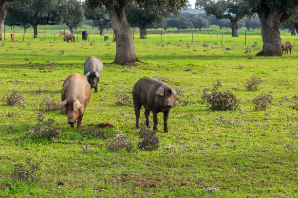 istock Serene Portrait: Iberian Pigs in their Element with one Posing for the Camera. 1815351404