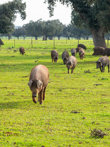 Harmony in Vertical: Iberian Pigs in Motion through the Extremaduran Dehesa.