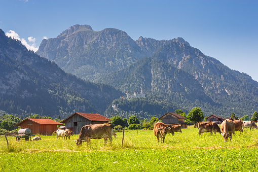 Bavarian landscape - view of grazing cows on the background of the Alpine mountains and Neuschwanstein Castle in summer day, Germany, 7 July, 2016