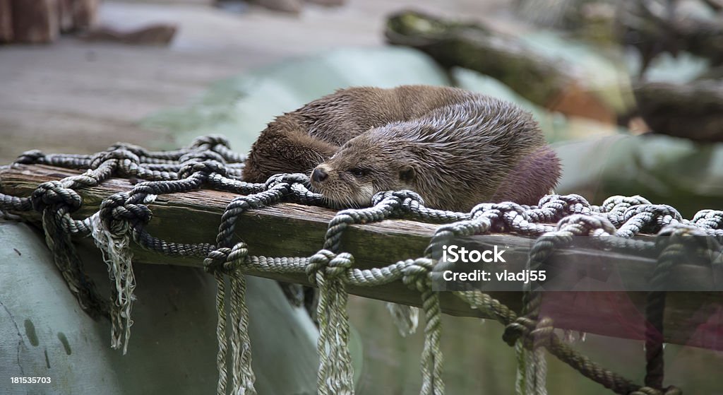 可愛らしい Otters 、お客様の Mustelidae ファミリ - カワウソのロイヤリティフリーストックフォト